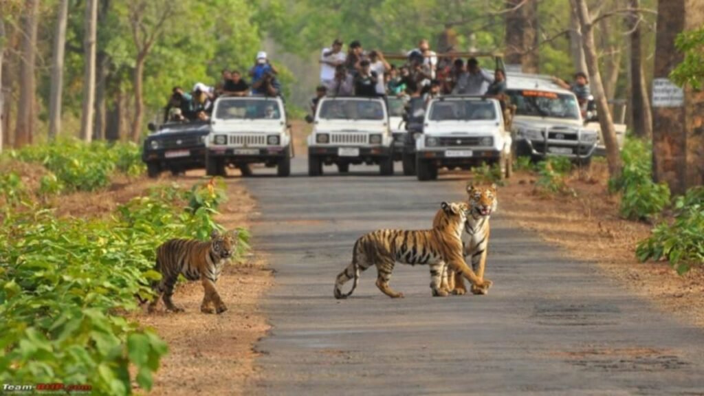 मध्यप्रदेश को मिलेगा नया टाइगर रिज़र्व, कूनो में चीतों की संख्या बढ़ी