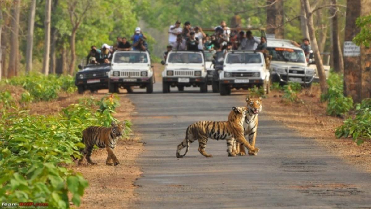 मध्यप्रदेश को मिलेगा नया टाइगर रिज़र्व, कूनो में चीतों की संख्या बढ़ी