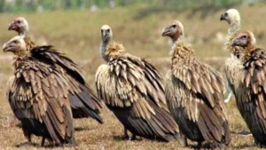madhya-pradesh-vulture-state-vultures-population-increase