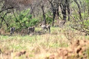 kunno-national-park-cheetah-gamini-release-madhya-pradesh