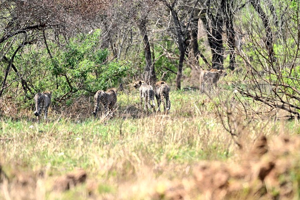 kunno-national-park-cheetah-gamini-release-madhya-pradesh