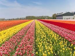 asia-largest-tulip-garden-opening-26-march-srinagar