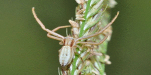: new-wolf-spider-pirataula-found-in-sundarbans