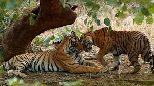 pench-national-park-core-area-closed-monsoon-2025
