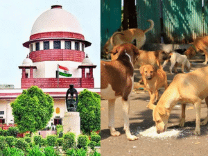 supreme-court-order-stray-dogs-delhi-ncr-sterilization-shelter