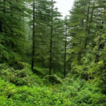 india-ranks-9th-in-global-forest-area-2025